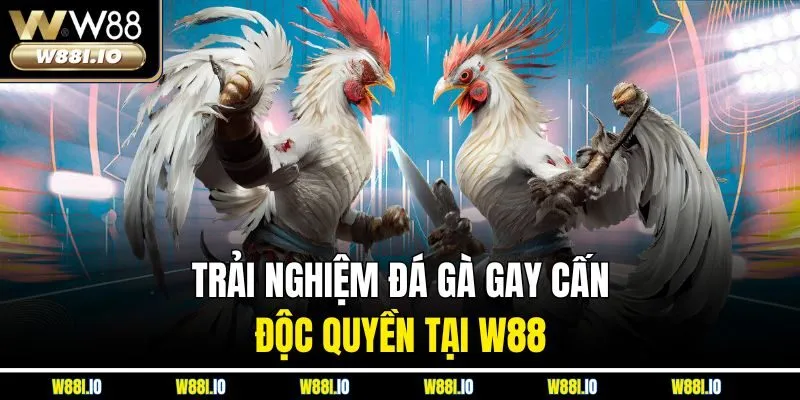 Trải nghiệm đá gà gay cấn độc quyền tại W88